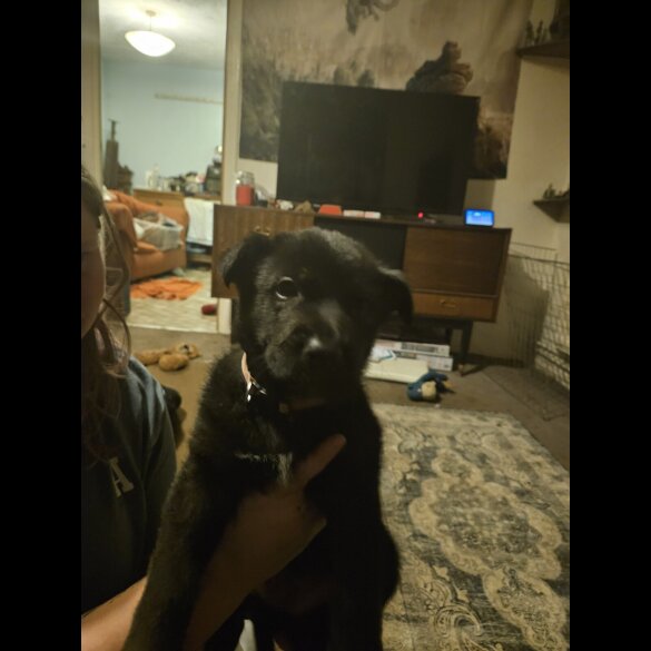 German Shepherd (Alsatian)