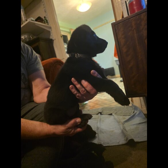 German Shepherd (Alsatian)