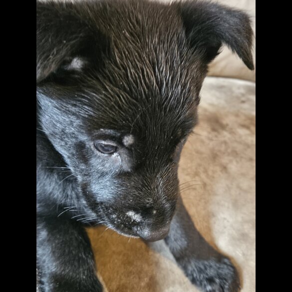 German Shepherd (Alsatian)