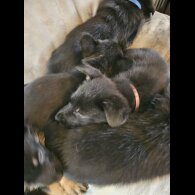 German Shepherd (Alsatian)