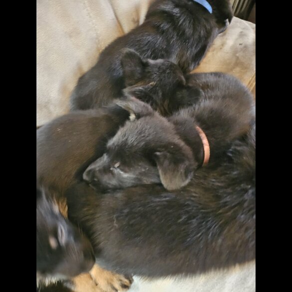 German Shepherd (Alsatian)