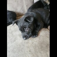 German Shepherd (Alsatian)