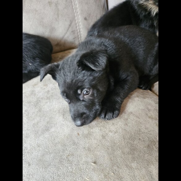 German Shepherd (Alsatian)