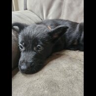 German Shepherd (Alsatian)