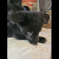 German Shepherd (Alsatian)