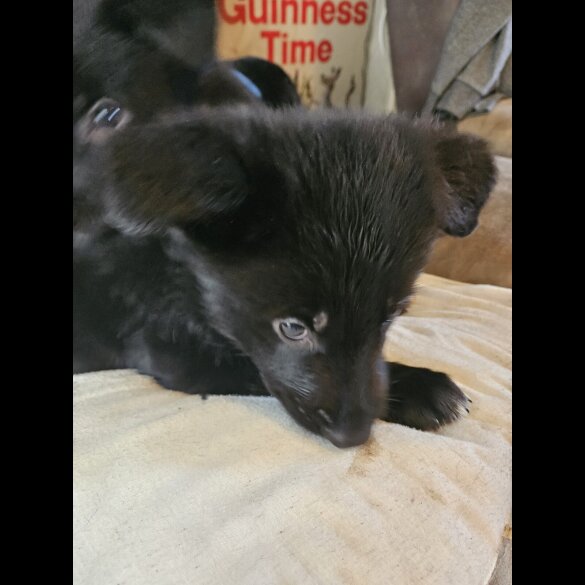 German Shepherd (Alsatian)