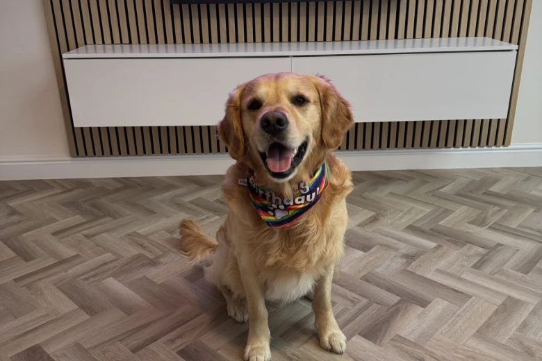 Golden Retriever