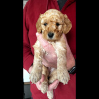 Goldendoodle