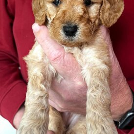 Goldendoodle