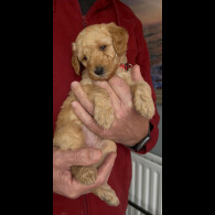 Goldendoodle