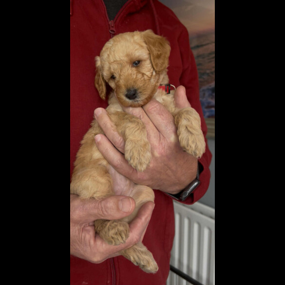 Goldendoodle