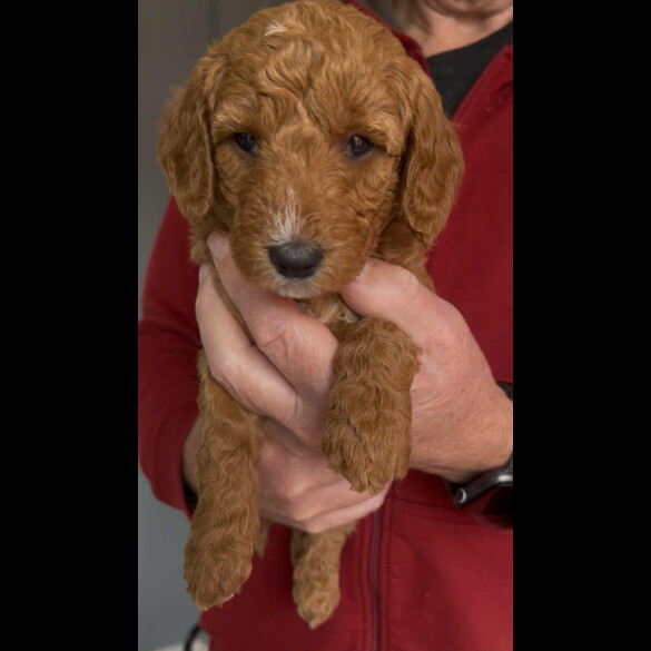 Goldendoodle