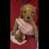 Goldendoodle