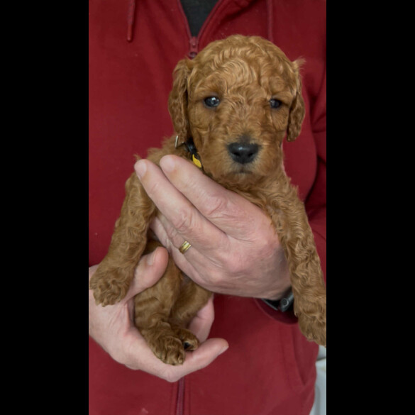 Goldendoodle