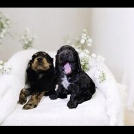 Cocker Spaniel (Show)