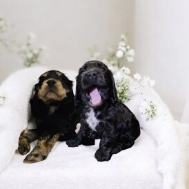 Cocker Spaniel (Show)