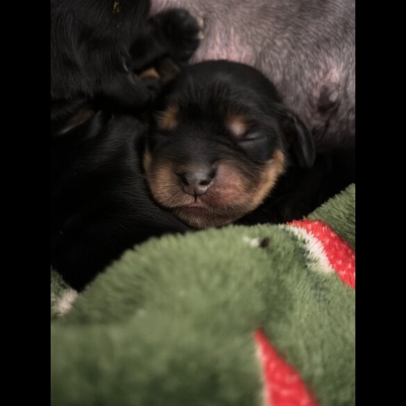 Cocker Spaniel (Show)