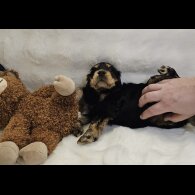 Cocker Spaniel (Show)