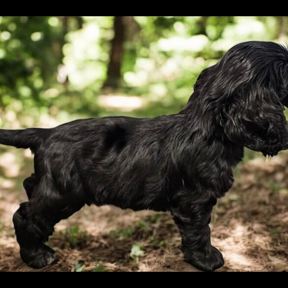 Cocker Spaniel (Show)
