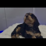 Cocker Spaniel (Show)