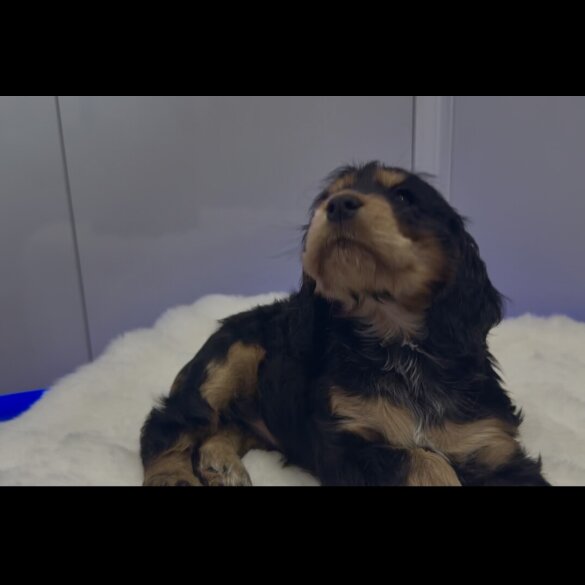 Cocker Spaniel (Show)