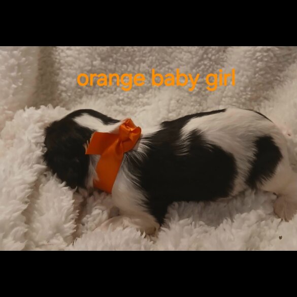 Cavalier King Charles Spaniel
