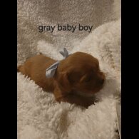 Cavalier King Charles Spaniel
