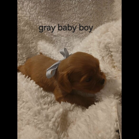 Cavalier King Charles Spaniel