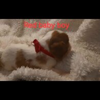 Cavalier King Charles Spaniel