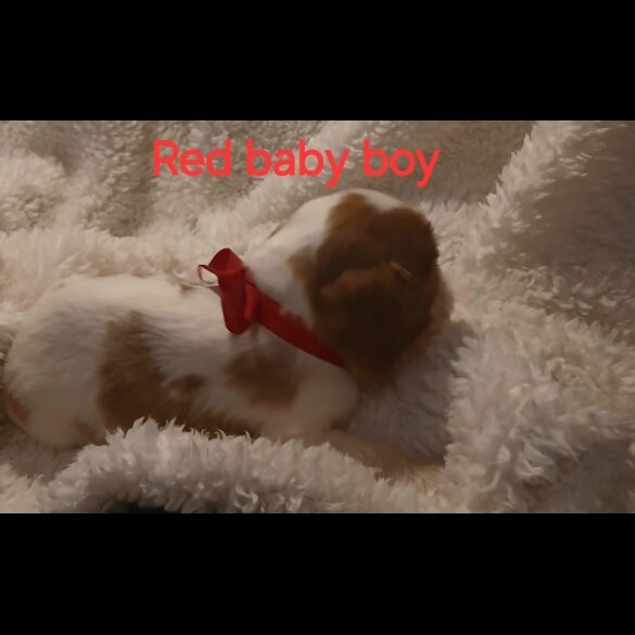 Cavalier King Charles Spaniel