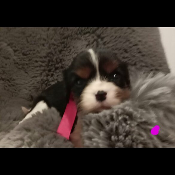 Cavalier King Charles Spaniel