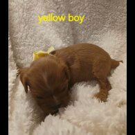 Cavalier King Charles Spaniel