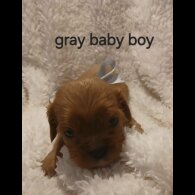 Cavalier King Charles Spaniel