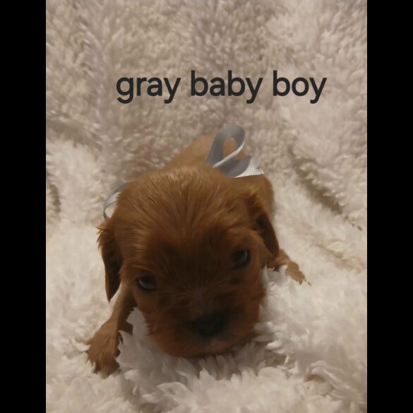 Cavalier King Charles Spaniel