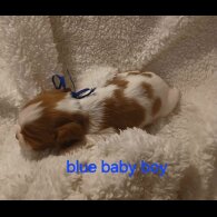 Cavalier King Charles Spaniel