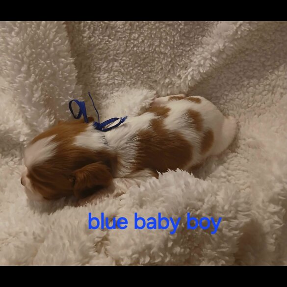 Cavalier King Charles Spaniel