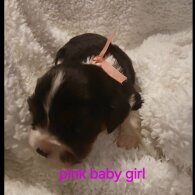 Cavalier King Charles Spaniel