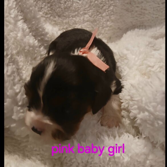 Cavalier King Charles Spaniel