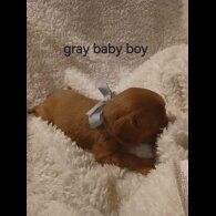 Cavalier King Charles Spaniel