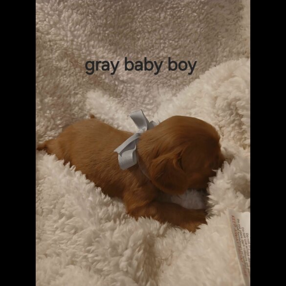 Cavalier King Charles Spaniel