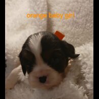 Cavalier King Charles Spaniel