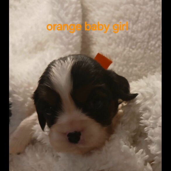 Cavalier King Charles Spaniel