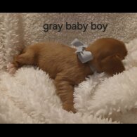 Cavalier King Charles Spaniel