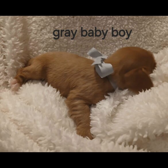 Cavalier King Charles Spaniel