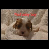 Cavalier King Charles Spaniel