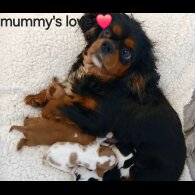 Cavalier King Charles Spaniel
