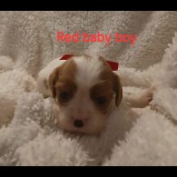 Cavalier King Charles Spaniel