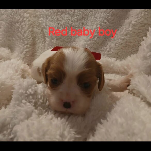 Cavalier King Charles Spaniel