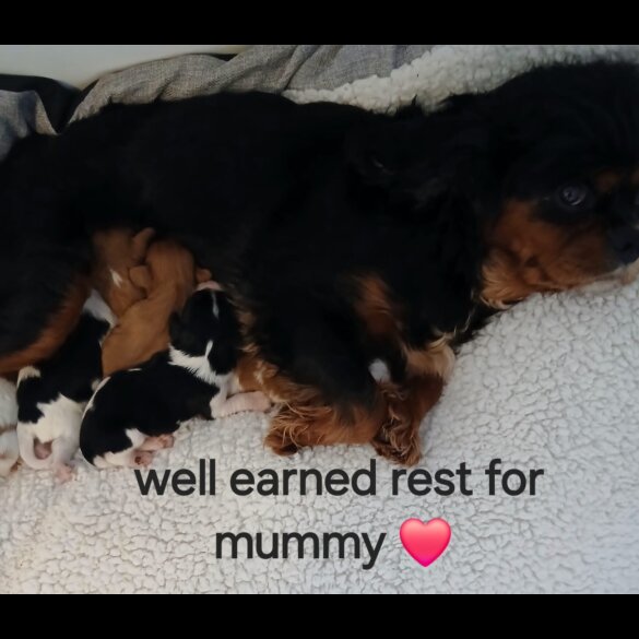 Cavalier King Charles Spaniel