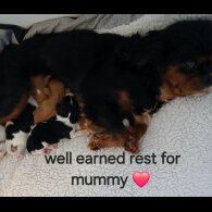 Cavalier King Charles Spaniel